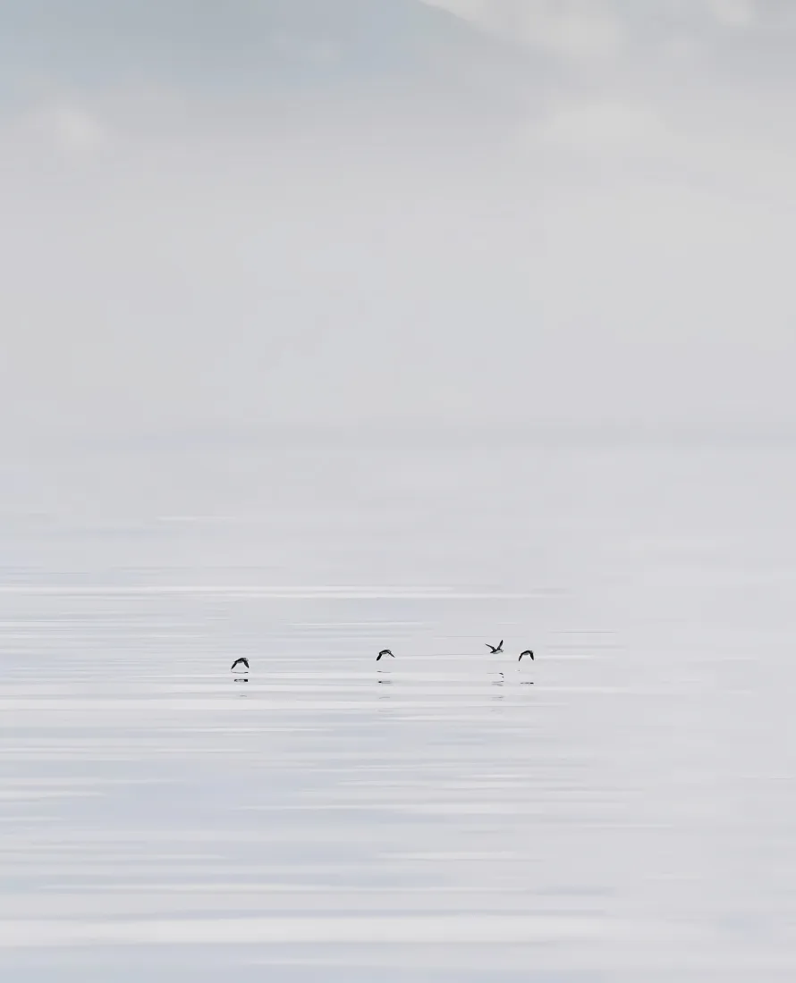 海鸥水面手机壁纸｜平静背景图片 - 自然风景「哲风壁纸」