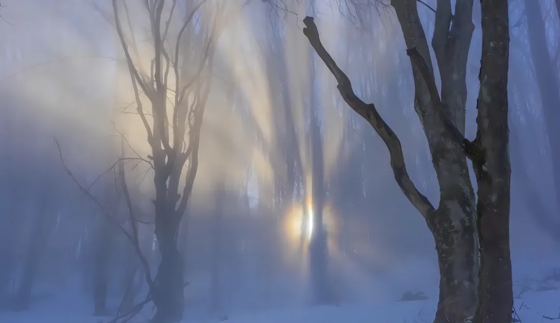 2k自然风景壁纸｜蓝调背景图片 - 树枝雾气森林雪景「哲风壁纸」