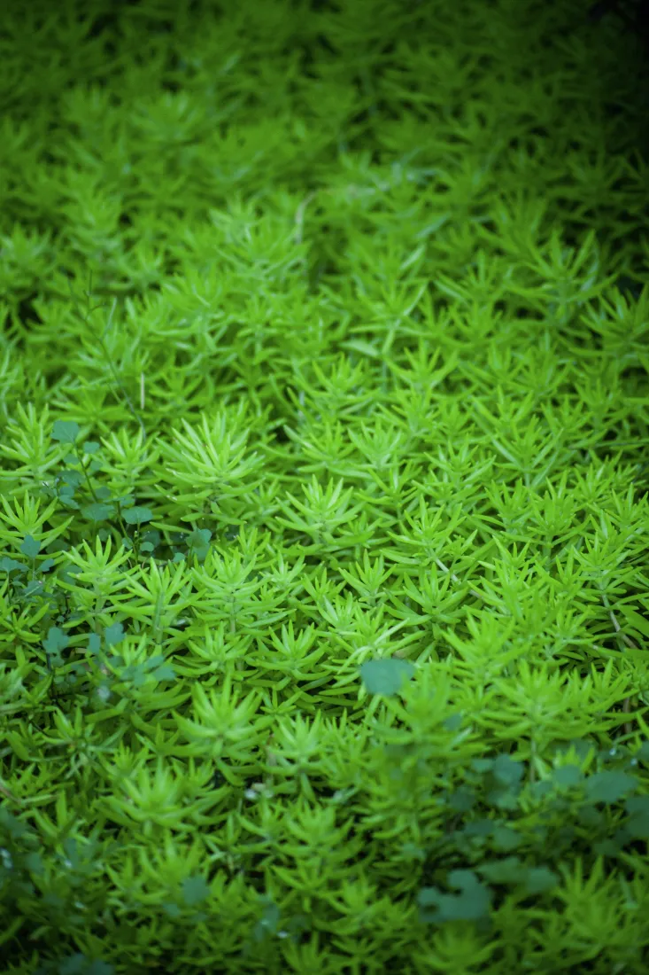 自然风景手机壁纸｜绿色植物背景图片 - 4K「哲风壁纸」