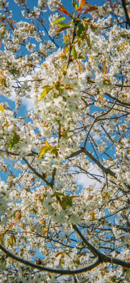 樱花树枝手机壁纸｜蓝天花簇背景图片 - 自然风景「哲风壁纸」