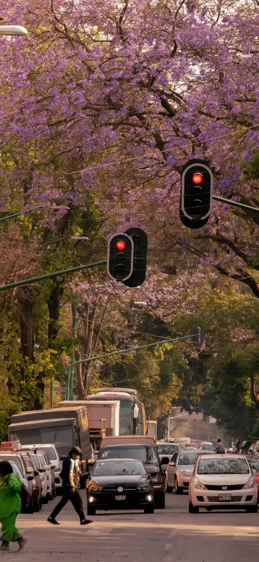 樱花大道手机壁纸｜城市街景背景图片 - 红绿灯「哲风壁纸」