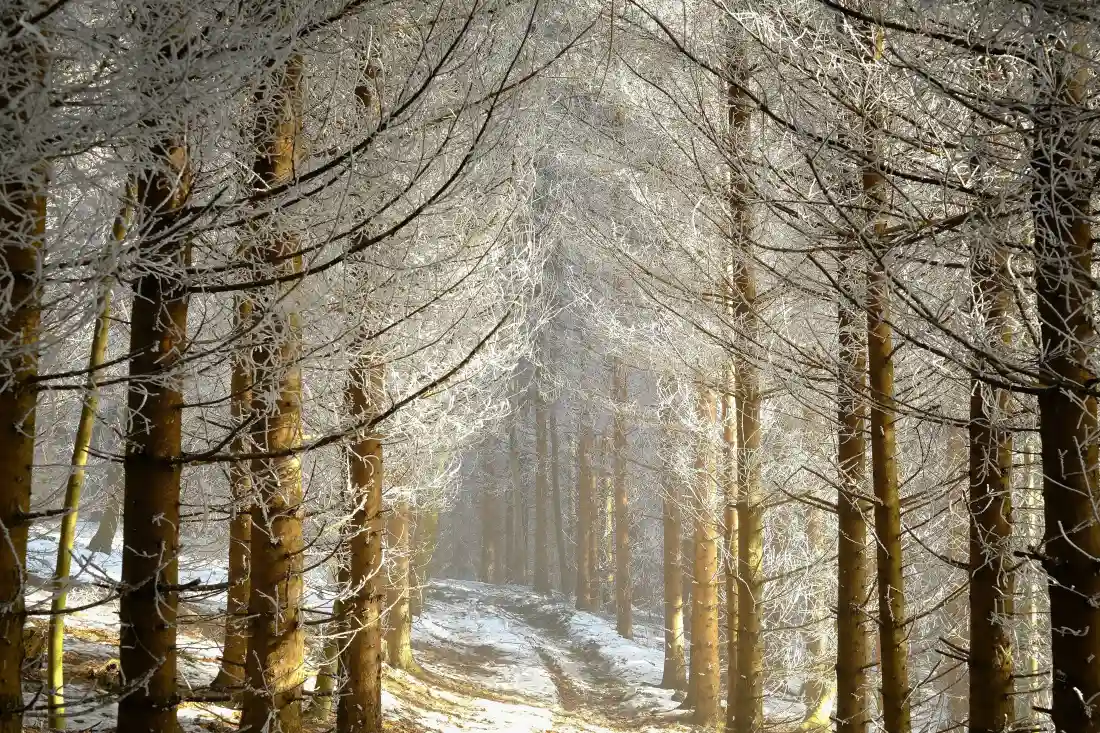 5k森林壁纸｜秋天背景图片 - 霜林阳光小径风景「哲风壁纸」
