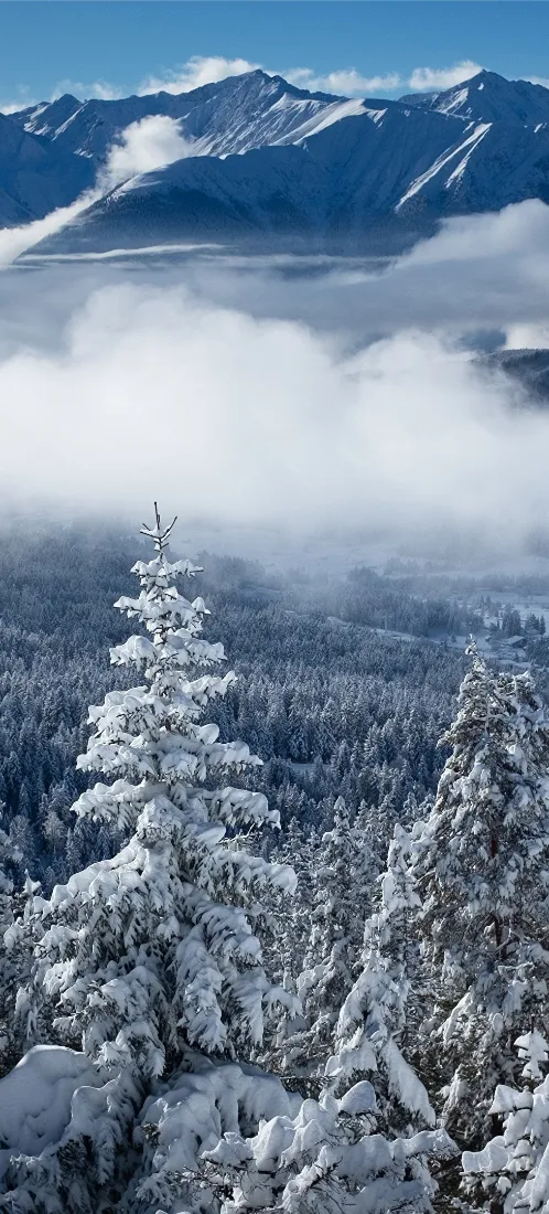 雪山手机壁纸｜冬日雾凇森林背景图片 - 高空云海雪景「哲风壁纸」