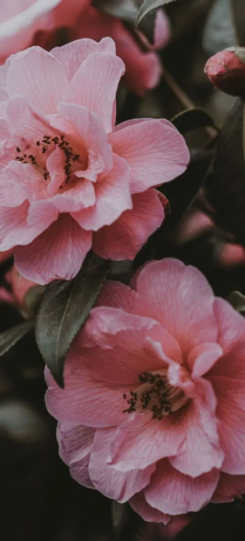 山茶花手机壁纸｜暗调背景图片 - 清新治愈「哲风壁纸」