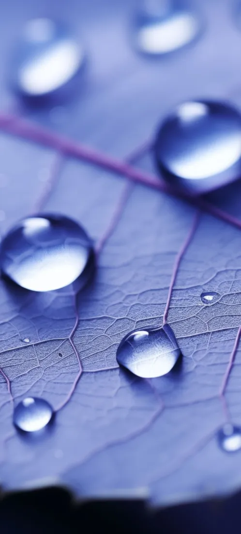 水珠手机壁纸｜蓝色叶脉背景图片 - 清新自然静谧「哲风壁纸」