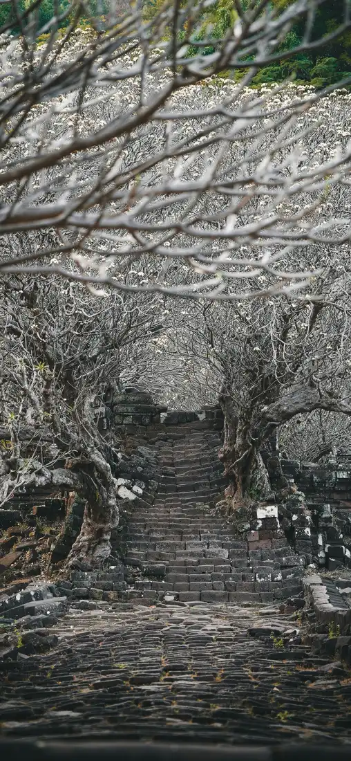 古树手机壁纸｜石板小路背景图片 - 森林秘境「哲风壁纸」