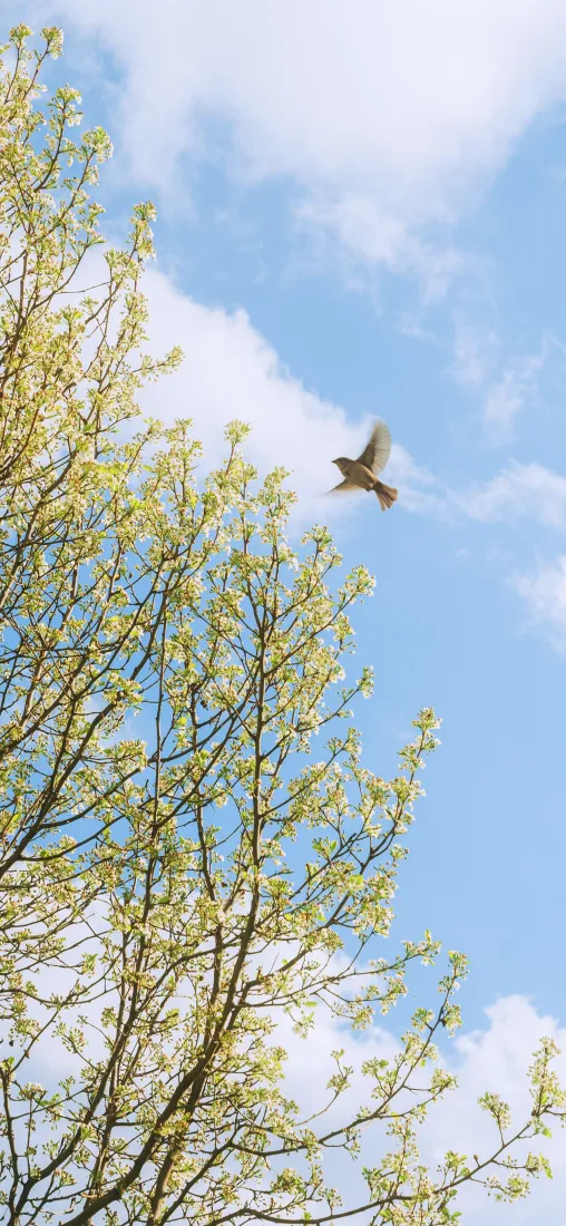 麻雀手机壁纸｜蓝天背景图片 - 春日树枝新芽「哲风壁纸」