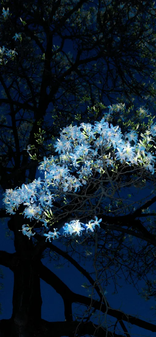 蓝花手机壁纸｜夜晚树木背景图片 - 静谧氛围「哲风壁纸」