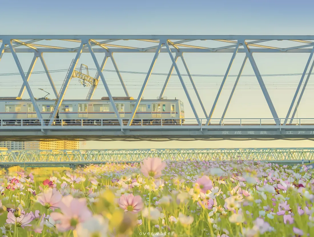 4k空中地铁壁纸｜花海背景图片 - 日系治愈晴天景色「哲风壁纸」