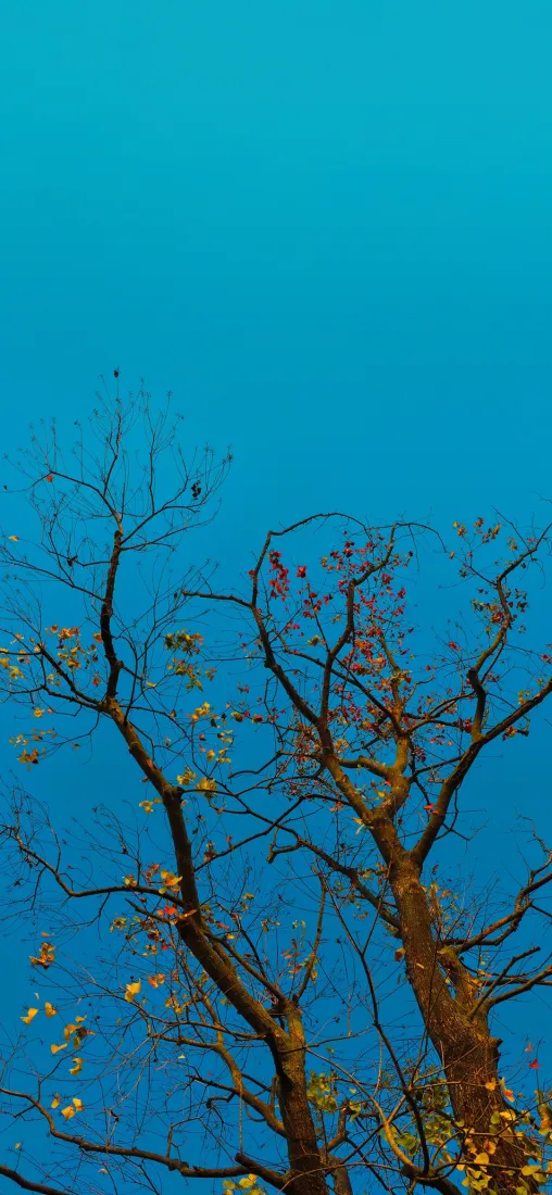 蓝调树枝手机壁纸｜晴空背景图片 - 秋日零星小花「哲风壁纸」