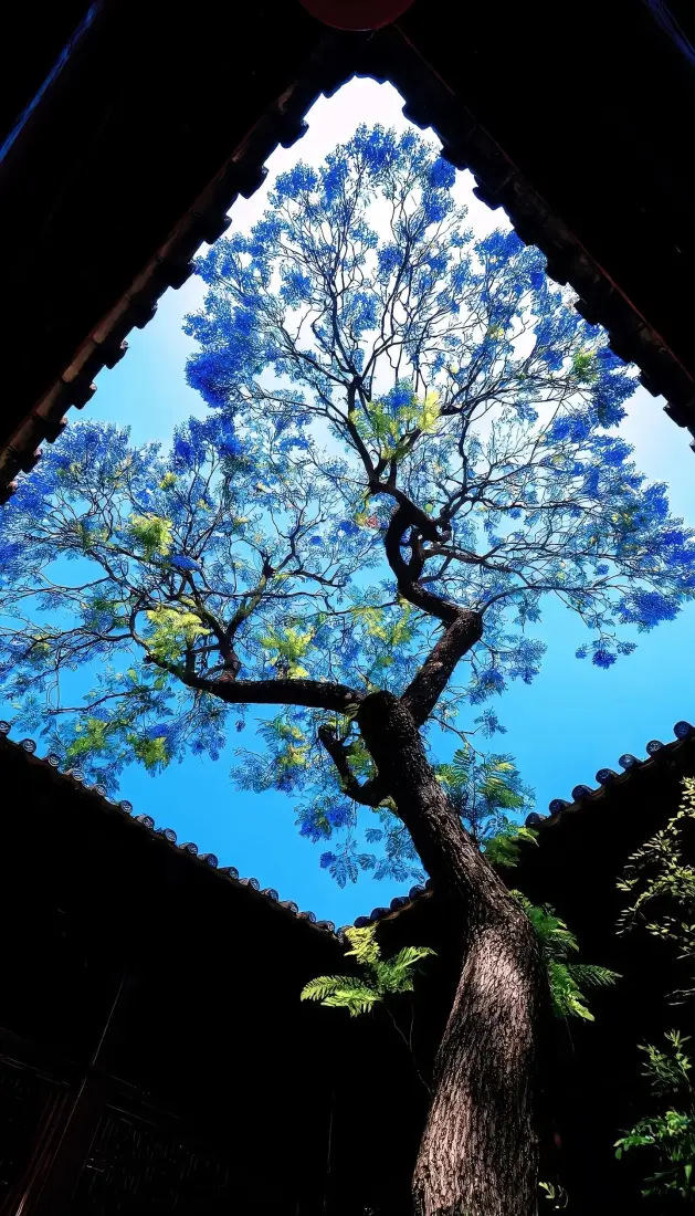 古树手机壁纸｜蓝天背景图片 - 天井仰拍清新自然「哲风壁纸」