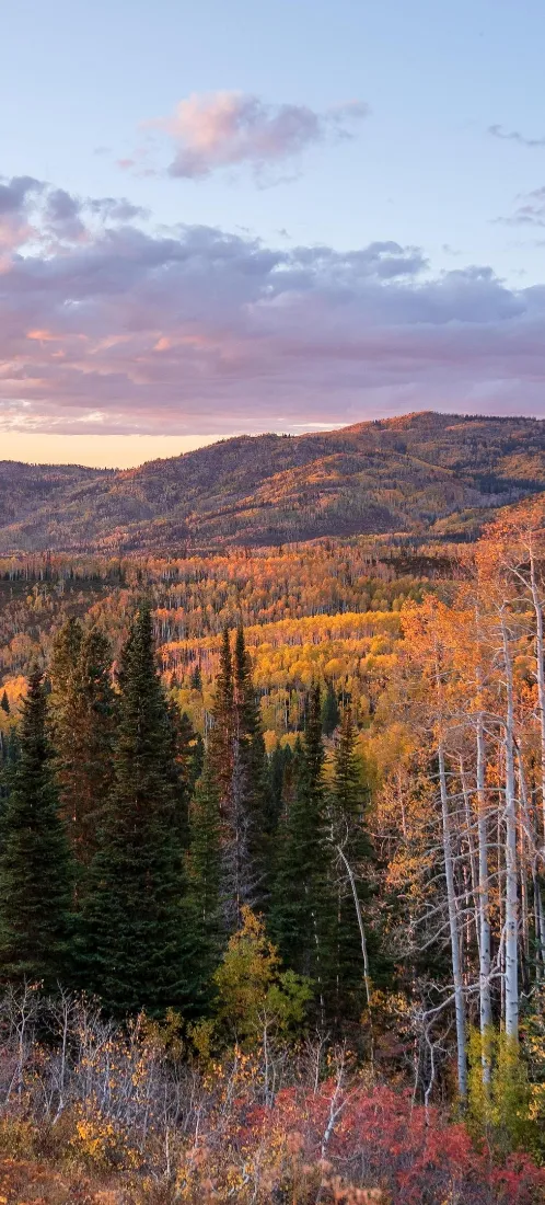 秋景手机壁纸｜山林黄昏背景图片 - 治愈氛围感「哲风壁纸」