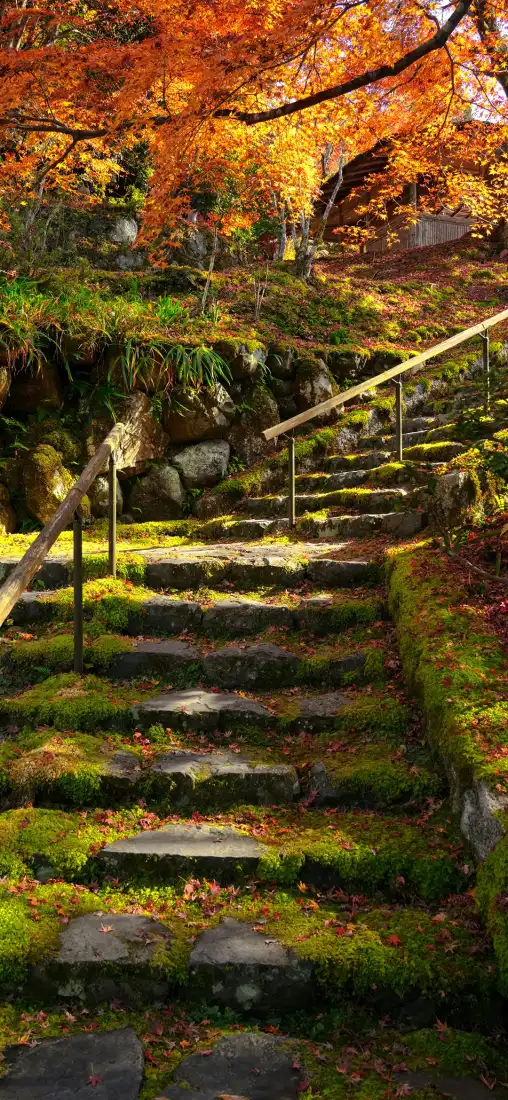 枫叶手机壁纸｜秋日石阶背景图片 - 自然秋景「哲风壁纸」
