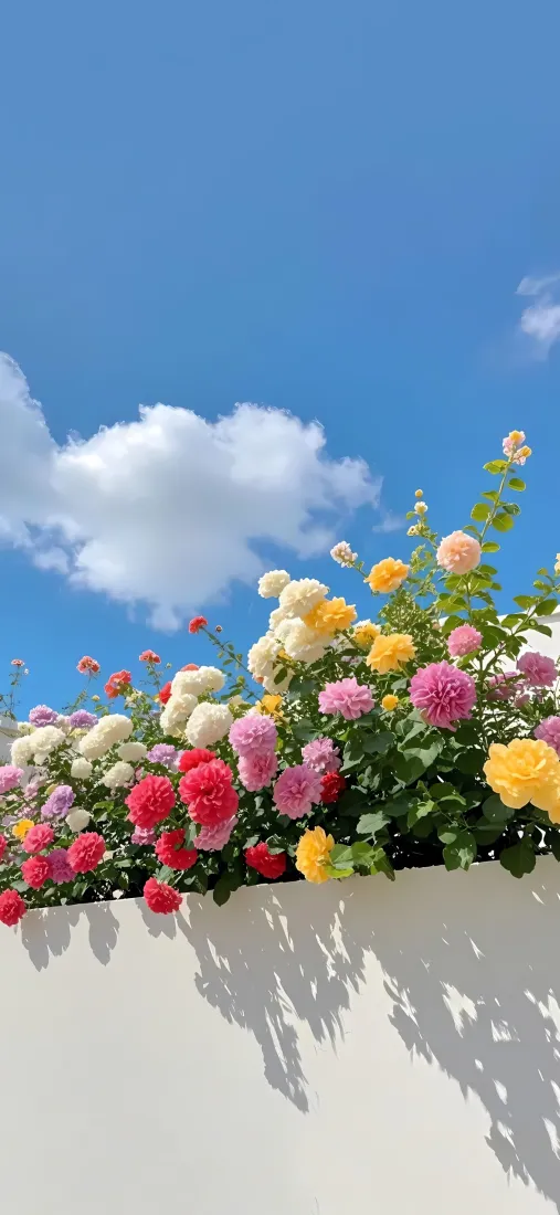 鲜花手机壁纸｜白墙背景图片 - 蓝天白云「哲风壁纸」
