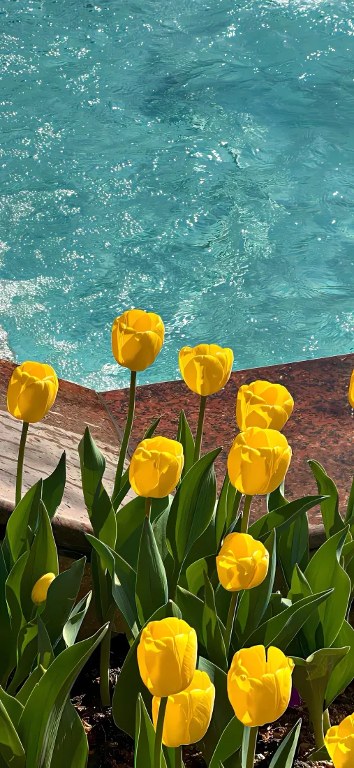 黄色郁金香手机壁纸｜清澈海水背景图片 - 治愈清新「哲风壁纸」