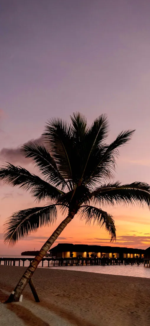 海边手机壁纸｜沙滩背景图片 - 黄昏椰子树「哲风壁纸」