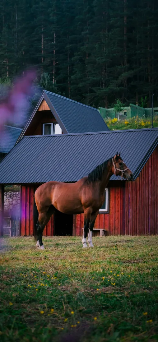 棕毛马手机壁纸｜户外背景图片 - 林间红屋「哲风壁纸」