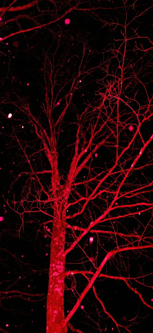 红色树枝手机壁纸｜黑色背景图片 - 暗夜枯枝「哲风壁纸」