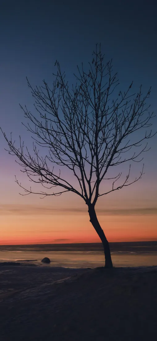 孤树手机壁纸｜晚霞背景图片 - 海岸剪影「哲风壁纸」