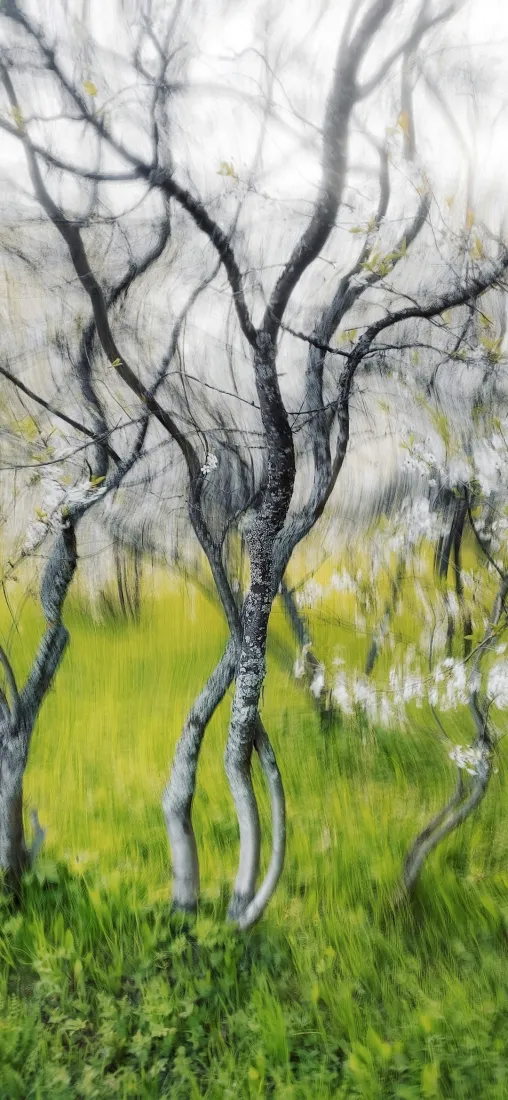 枯树手机壁纸｜自然背景图片 - 青草地「哲风壁纸」