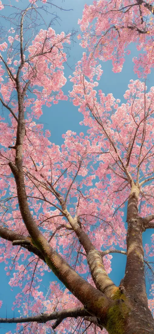 樱花手机壁纸｜春天背景图片 - 晴空粉樱「哲风壁纸」
