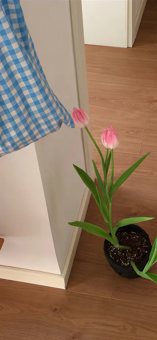 郁金香手机壁纸｜房子角落背景图片 - 室内盆栽「哲风壁纸」