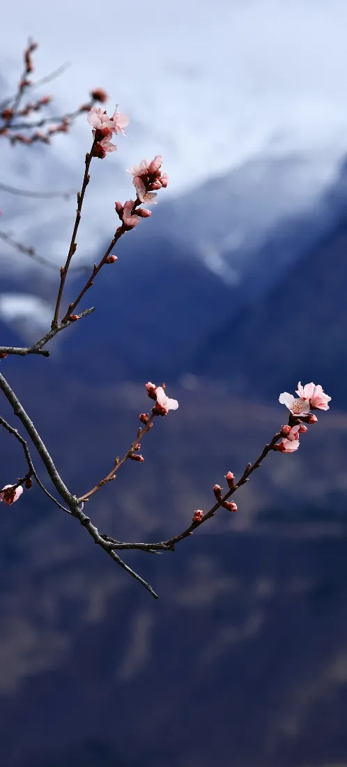 粉色桃花手机壁纸｜远山背景图片 - 春日户外风景「哲风壁纸」