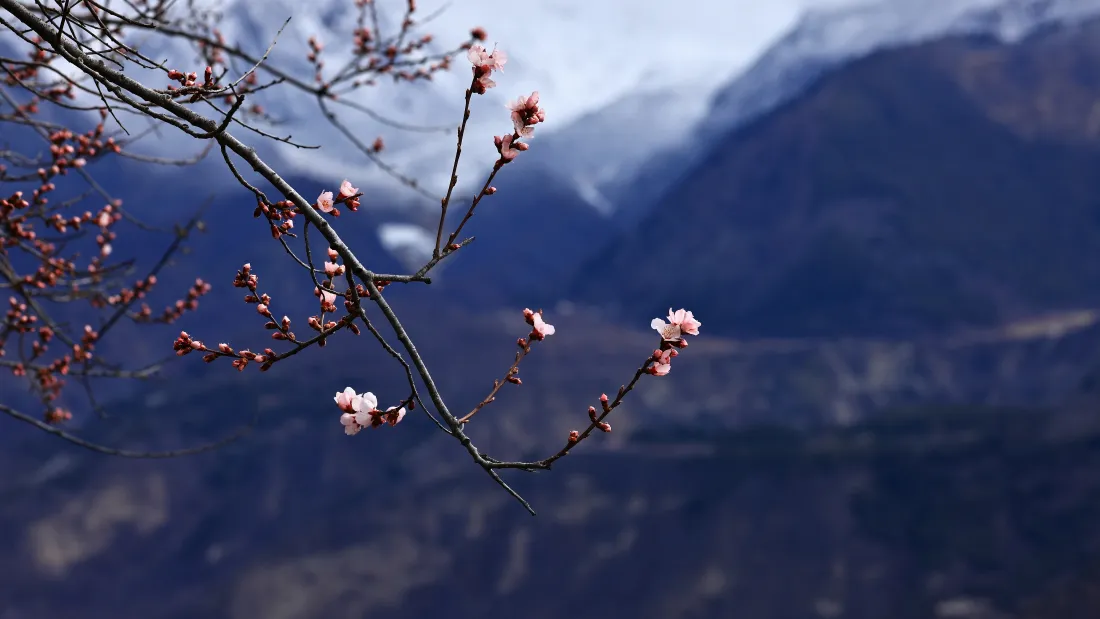 4k桃花壁纸｜雪山背景图片 - 山野春景「哲风壁纸」