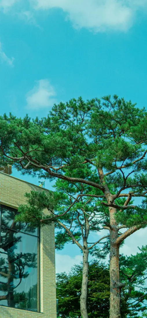 松树手机壁纸｜风景背景图片 - 房屋一角「哲风壁纸」