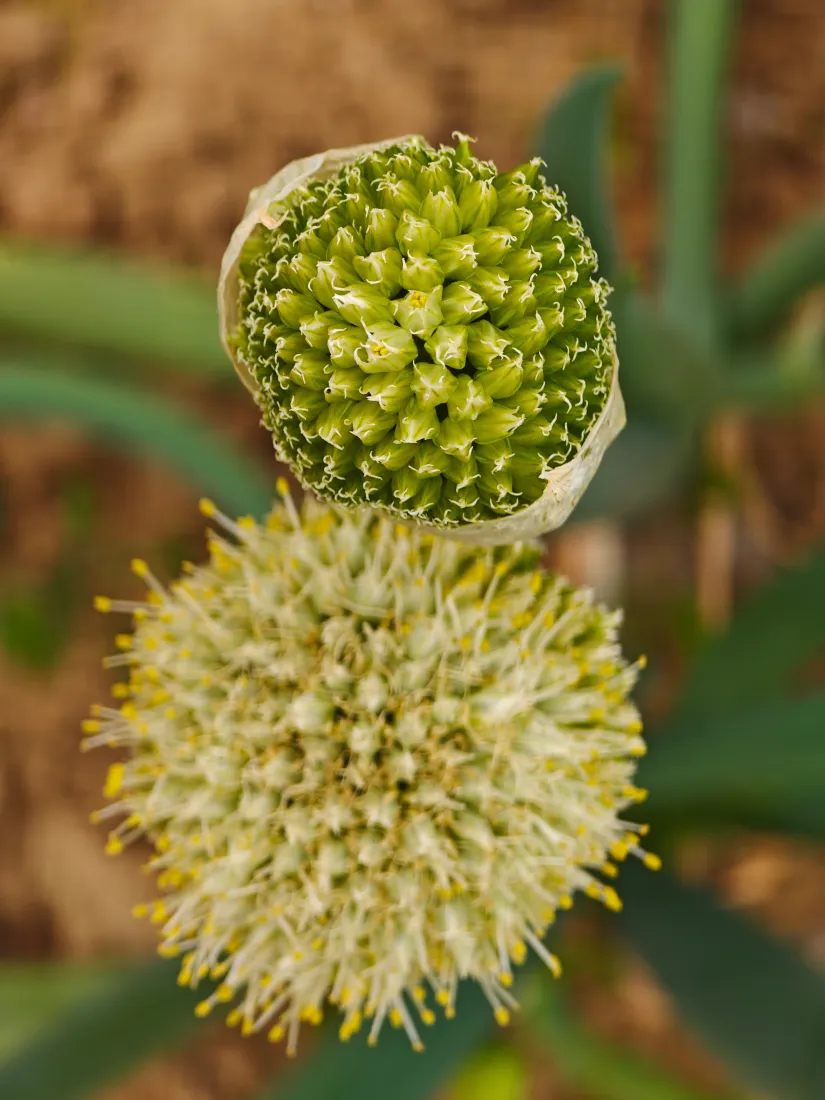 葱花手机壁纸｜植物背景图片 - 花头特写「哲风壁纸」