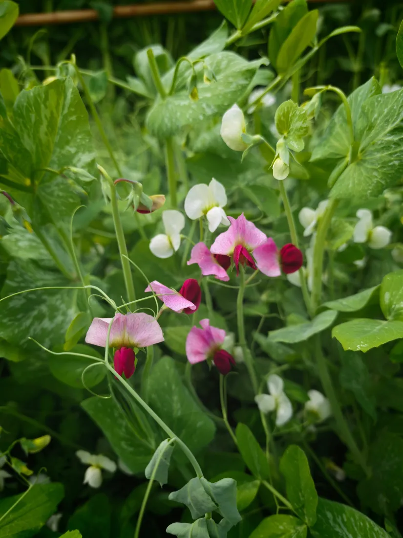 豌豆花手机壁纸｜绿植背景图片 - 粉色花簇「哲风壁纸」