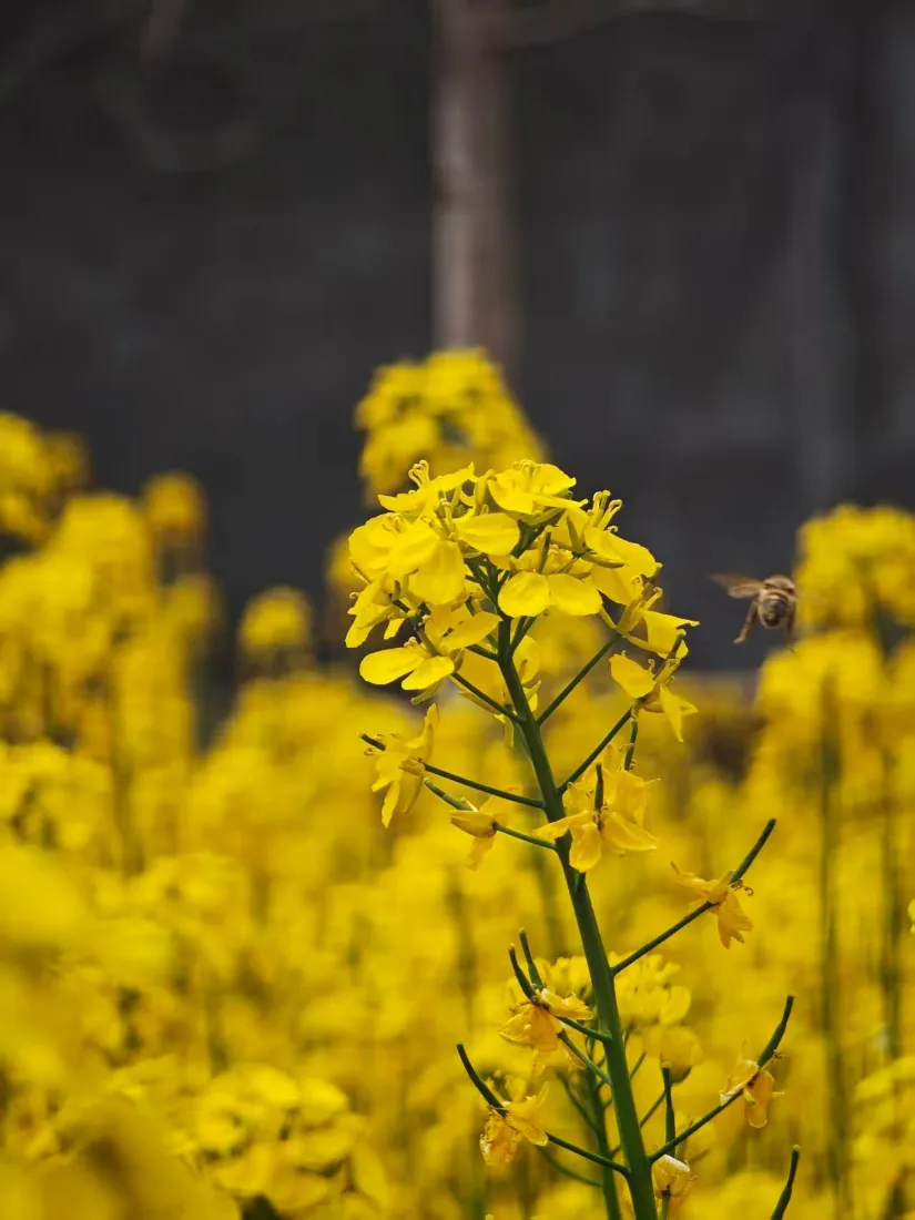油菜花手机壁纸｜自然背景图片 - 蜜蜂采蜜「哲风壁纸」
