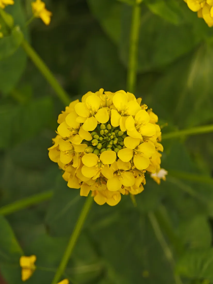 菜花手机壁纸｜绿色背景图片 - 黄色花球「哲风壁纸」