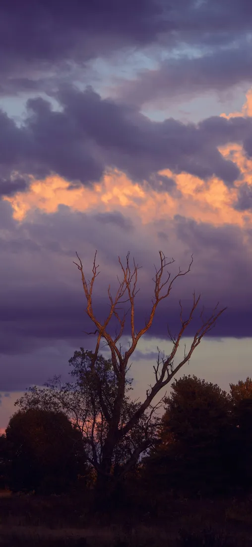 晚霞枯枝手机壁纸｜自然户外背景图片 - 黄昏暮色「哲风壁纸」