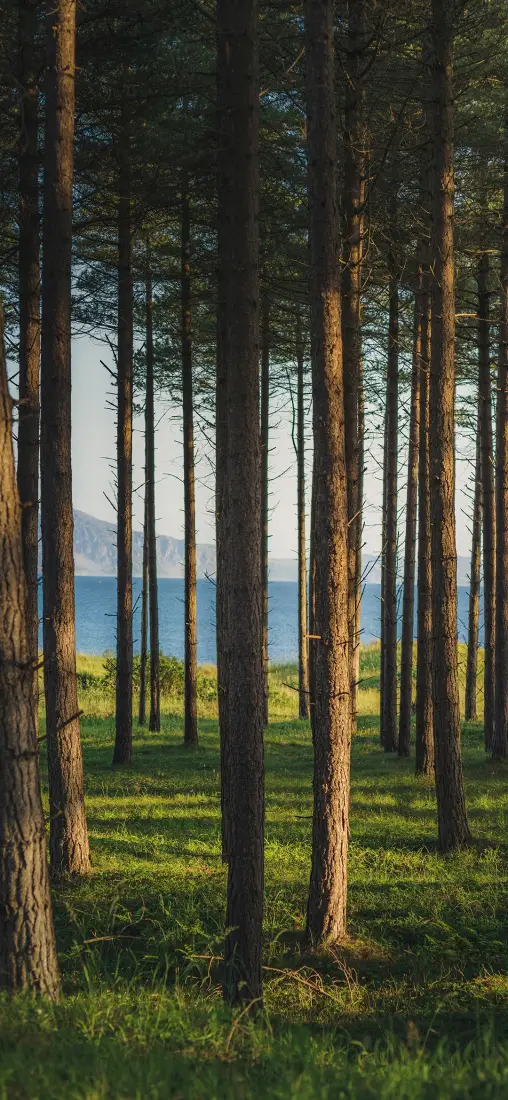 森林手机壁纸｜湖泊背景图片 - 远景山川「哲风壁纸」