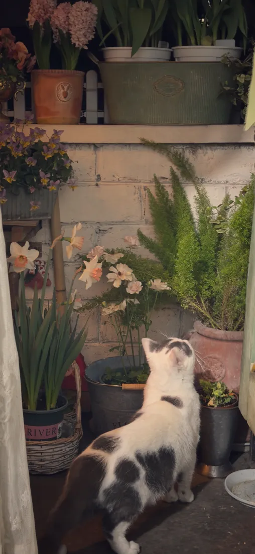 三花小猫手机壁纸｜绿植盆栽背景图片 - 温馨屋内角落「哲风壁纸」