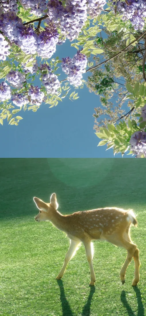 梅花鹿手机壁纸｜草地背景图片 - 紫藤花蓝天「哲风壁纸」