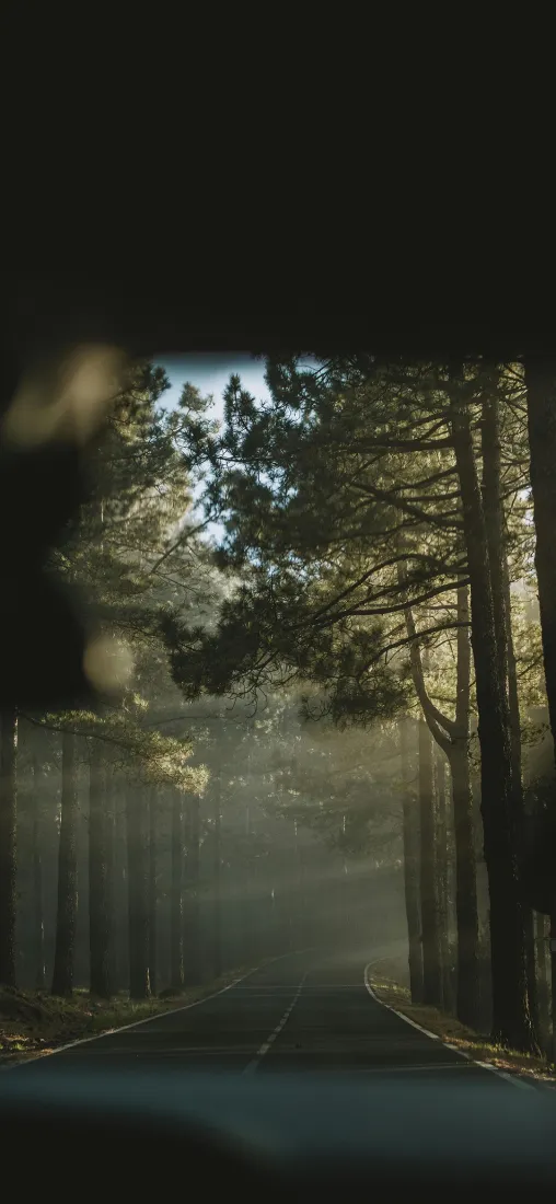 林间街道手机壁纸｜自然风景背景图片 - 树荫「哲风壁纸」