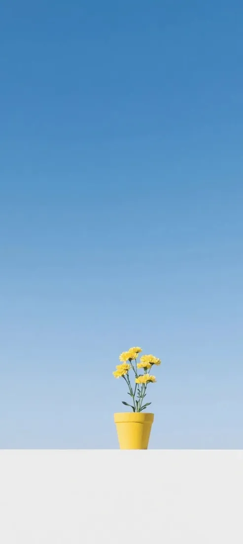极简手机壁纸｜蓝色背景图片 - 黄色盆栽「哲风壁纸」