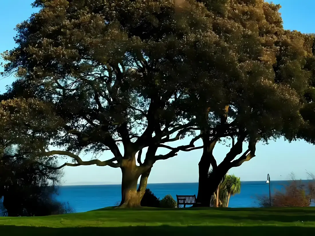 2k大树壁纸｜大海背景图片 - 海岸草坪「哲风壁纸」