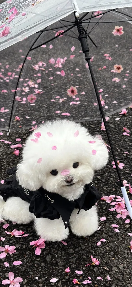 比熊手机壁纸｜樱花背景图片 - 可爱萌犬「哲风壁纸」