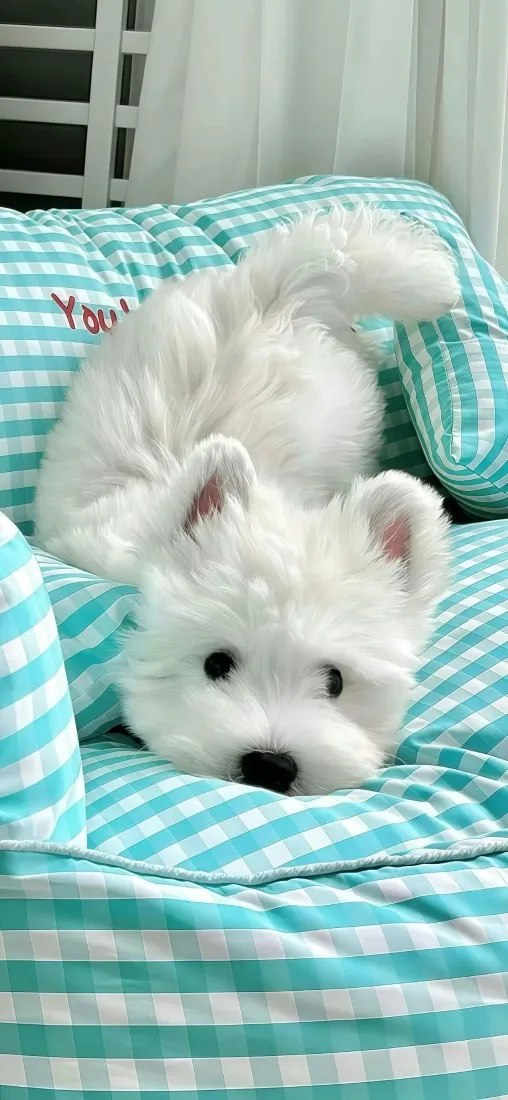 西高地手机壁纸｜蓝格背景图片 - 可爱萌宠「哲风壁纸」