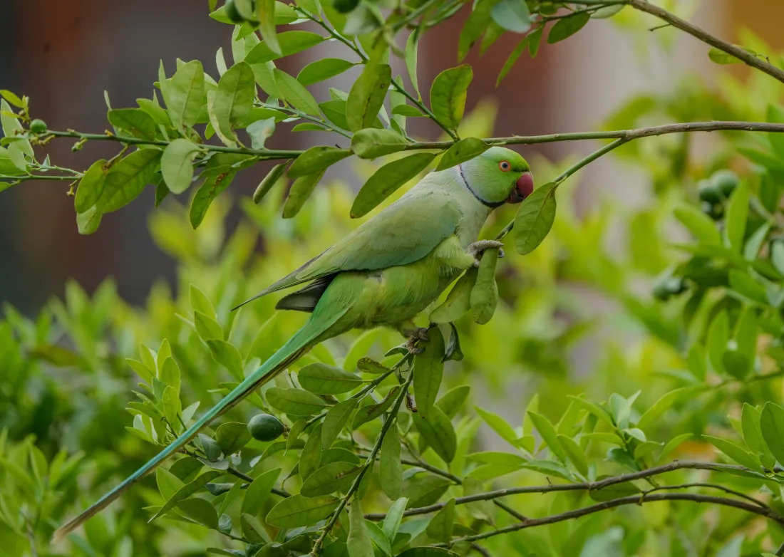 12k绿环颈鹦鹉壁纸｜全绿色背景图片 - 自然林间「哲风壁纸」