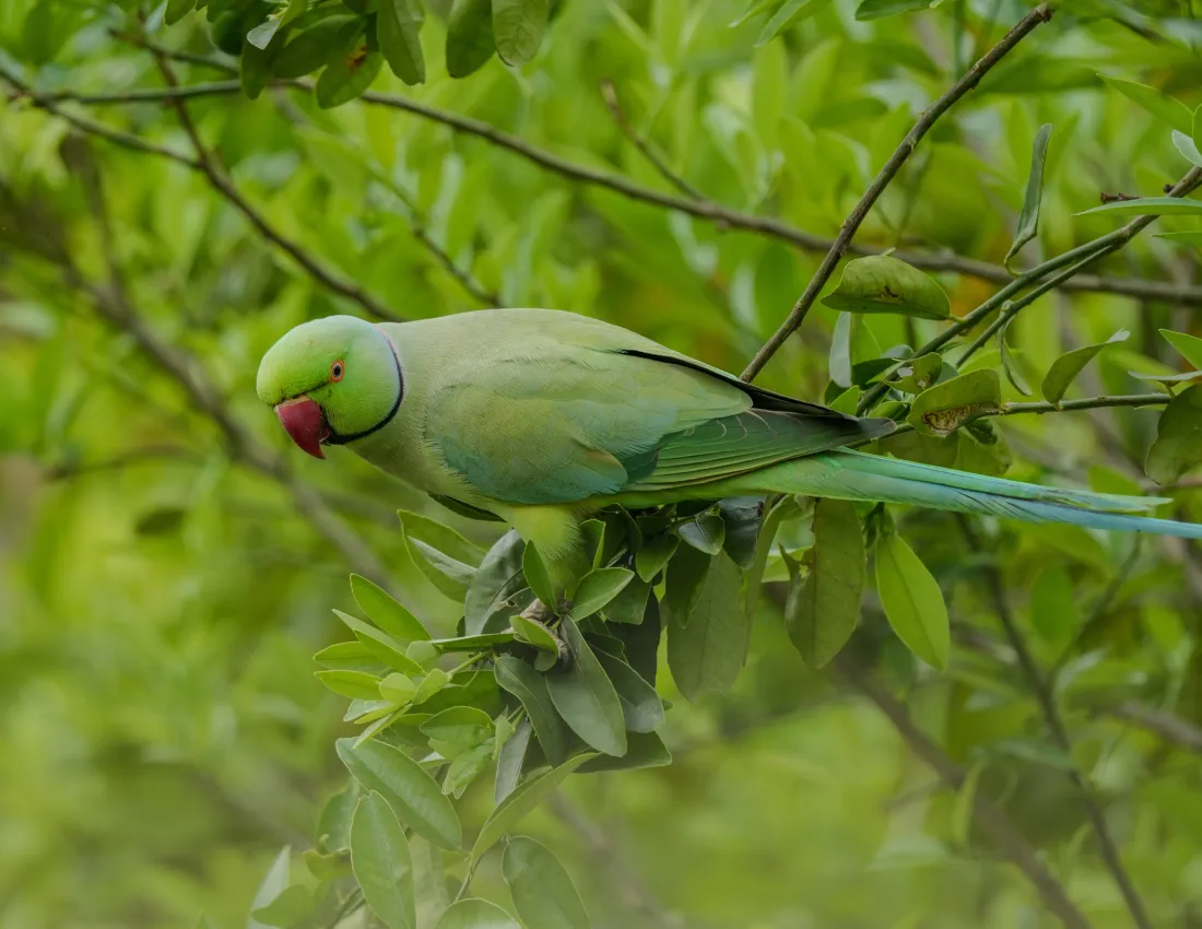 11k绿鹦鹉壁纸｜全绿色背景图片 - 林间飞鸟「哲风壁纸」