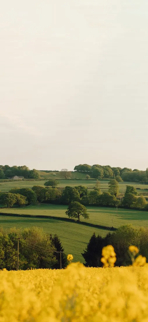 油菜花手机壁纸｜自然背景图片 - 草原风光「哲风壁纸」