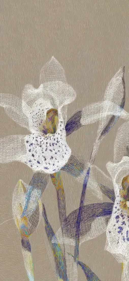 郁金香手机壁纸｜数字花卉背景图片 - 淡雅抽象白花「哲风壁纸」