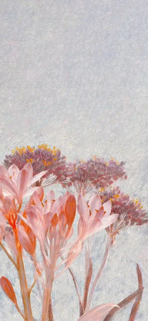 数字花卉手机壁纸｜淡色背景图片 - 粉色风雨花「哲风壁纸」