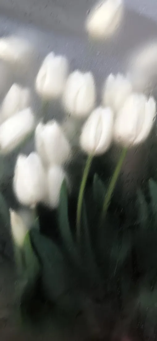 白色郁金香手机壁纸｜朦胧背景图片 - 清新自然「哲风壁纸」