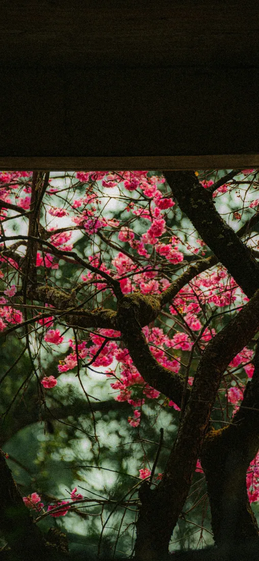 花树手机壁纸｜花开背景图片 - 古屋檐「哲风壁纸」