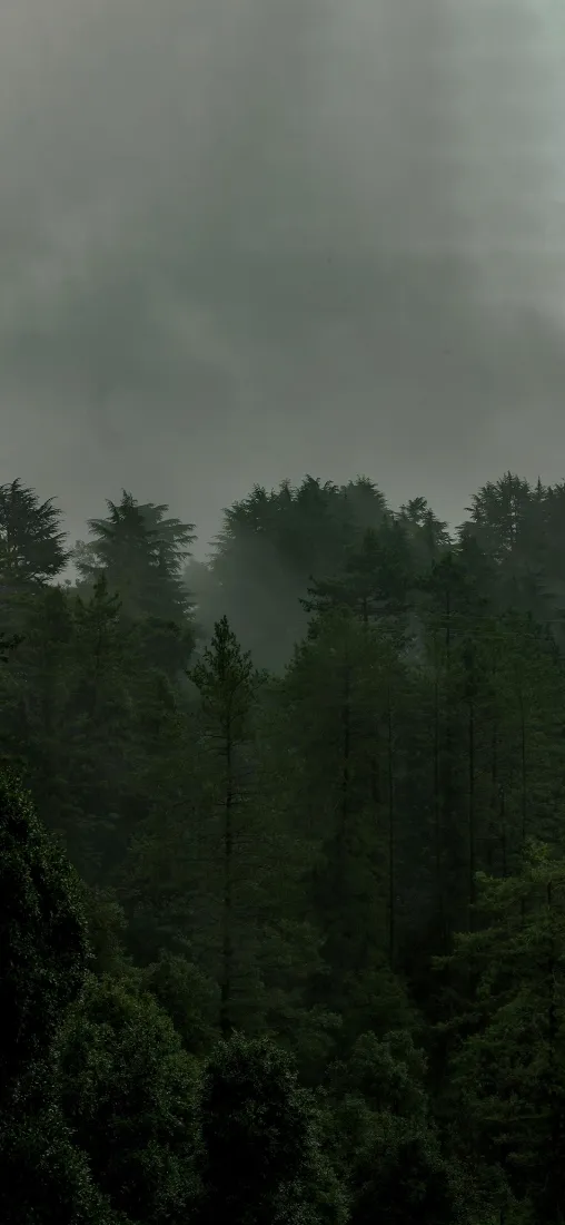 雾霭森林松树手机壁纸｜自然风景背景图片 - 薄雾山林「哲风壁纸」